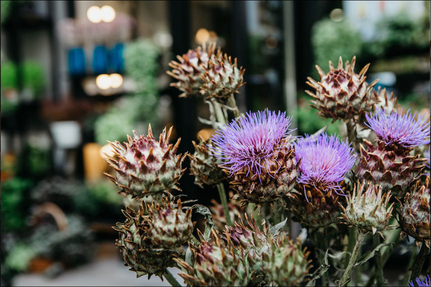 thistle, (Cynara cardunculus), rennet